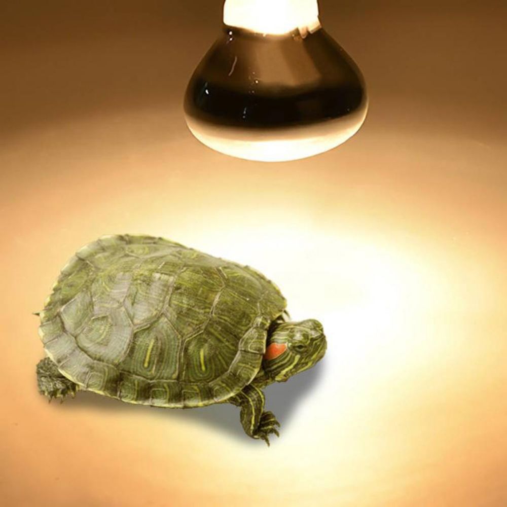 Kurbağa ve Sürüngenler için Is - Basking Bulb Halogen incelemesi ve fiyatı