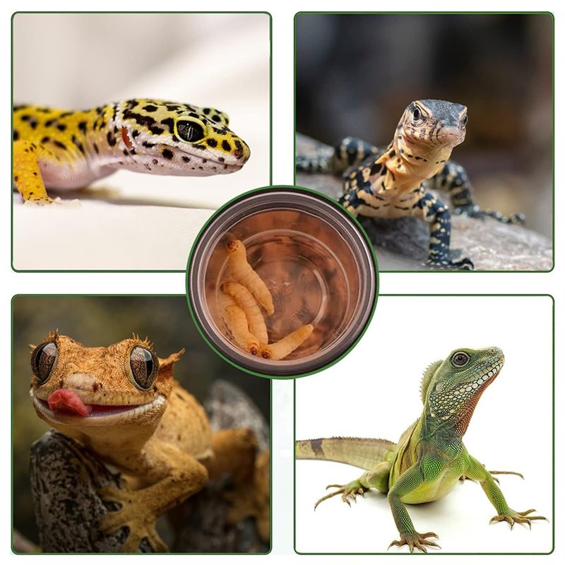 Crested Gecko Mama ve Su Besle - Water Dish Reptile incelemesi ve fiyatı