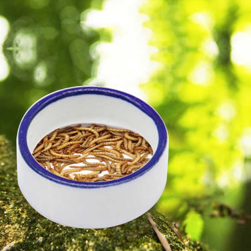 Sürüngen Kase Örümcek Su Tabağ - Water Dish Reptile incelemesi ve fiyatı